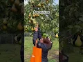 Download Lagu #trendingvideo #shortsviral #garden #highlights #pears #countrylife #countryliving