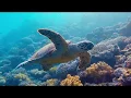 Lagu Alles over de zeeschildpad - WWF-Rangers