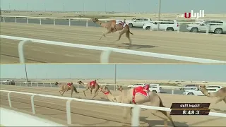 ش  سباق الحيل والزمول  الأشواط العامة  مهرجان المؤسس مساء            دندنها