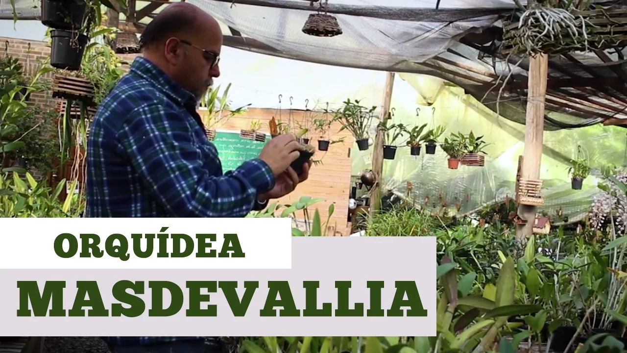 COMO CUIDAR DE ORQUIDEA MASDEVALLIA