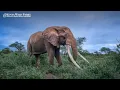Farewell Craig the Great Old Super Tusker of Amboseli
