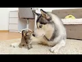 Download Lagu Giant Husky Reacts to Tiny Kitten – You Won’t Believe It!