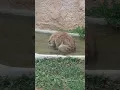 Download Lagu Hoe hyena's baden...#shorts #hyena #dieren