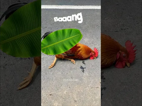 kisah persaudaraan ayam yang malang