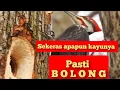 Download Lagu Lihat Proses Burung Pelatuk Membuat Sarang di Alam Bebas‼#birds#burungpelatuk #kicaumania