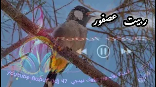 ربيت عصفور وسميته بلبل عبد القادر العجابي فرقة الزاوية ارشيف  رؤوف ديدجي  دندنها