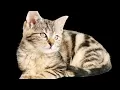 Download Lagu NADA DERING KUCING/CAT RINGTONE #android #iphone #dering #ringtone