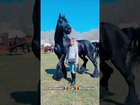 @PromovariCaiRomania #arabianhorseworld #horse #automobile #cai #love #cal #equestrian