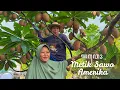 Lagu Memetik Buah Sawo Amerika | Masak Tongseng Ayam, Sayur Pakcoy Saus Tiram ,dan Es Jeruk Segar