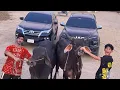Download Lagu My Dala vs Toyota Fortuner vs Angry Bulls!