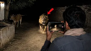 Brave Farmer Confronts A Lion!!!