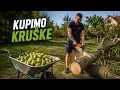 OKOLOKUCNI POSLOVI - SKLANJAMO TRUPCE KOJE JE POLOMILO NEVRIJEME I KUPIMO KRUSKE ZA RAKIJU