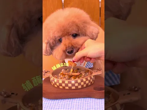 14岁布丁妹妹早餐来咯！ 胖狗狗可以吃卟叮狗饭吗？ 不过量暴食是可以的！#安静的布丁妹妹