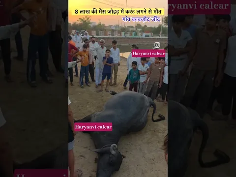तालाब में करंट लगने से भैंसों की मौत😭#shortsfeed ##shortvideo #song # #shorts
