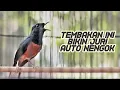 Download Lagu TEMBAKAN Murai Batu ini kalau keluar di gantangan BIKIN JURI AUTO NENGOK