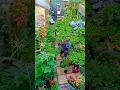 Download Lagu #ikhebditdingmetplanten #tuinieren #tuin