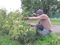 Pruning Rose Bushes with Brian Wagner from Wagner s Rose Nursery