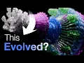 But how did proteins evolve to be so complex