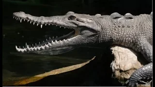 EP.33 Matanchen and the crocodiles of San Blas