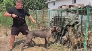 Cane Corso Attacks Carlos Tosun S Gang 