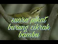 Suara pikat burung cikrak bambu