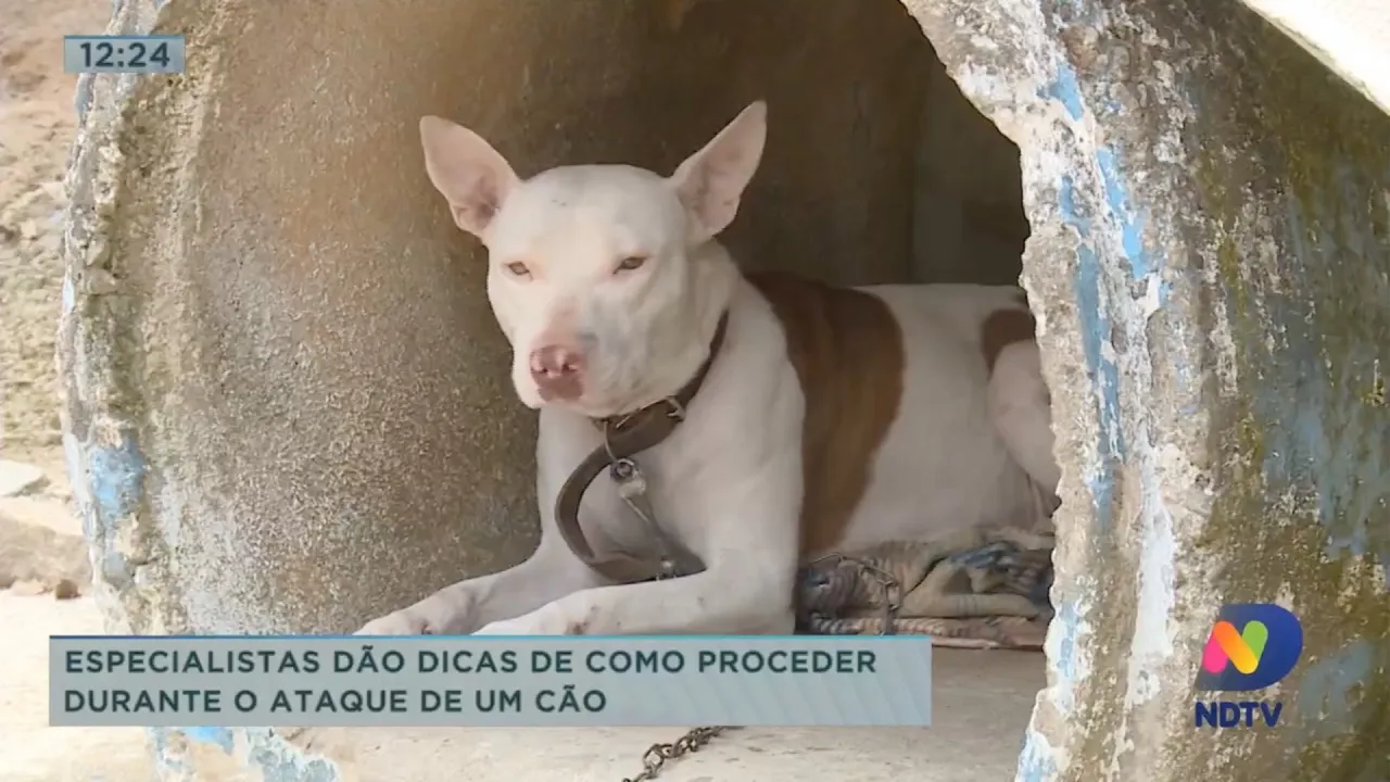 Especialistas dão dicas de como proceder durante ataque de um cão