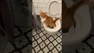 قطة تقضي حاجتها في الحمام 