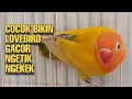Download Lagu Bunyi Masteran labet ini Cocok Untuk Bikin Labet Gacor Ngetik \u0026 Ngekek  Hanya hitungan Menit Saja
