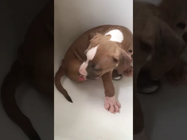 動画