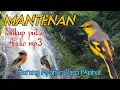 Download Lagu SUARA BURUNG MANTENAN BUAT MASTERAN BURUNG MALAS BUNYI DAN BUAT PIKAT DIHUTAN | AUDIO MP3.