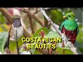 Download Lagu Costa Rica's Birding Paradise Enchanted Me With Their Fabulous Birds