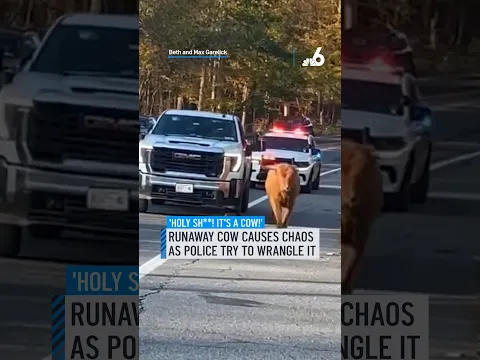 Runaway cow causes chaos as police try to wrangle it