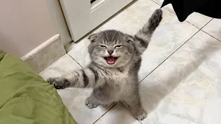 Overdramatic Cats Who Deserve an Oscar 😂
