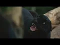 Download Lagu Forest Fight Scene | Apocalypto | HD