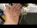 Giant Huntsman Spider from Australia
