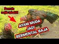 Download Lagu Cara Menguat kan mental ayam muda dan mengembalikan mental ayam yang jatuh mental