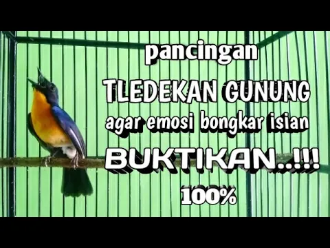 Download MP3 PANCINGAN TLEDEKAN GUNUNG AGAR EMOSI IKUT GACOR