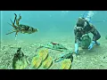 Download Lagu Diving to capture seafood to make money to support the family