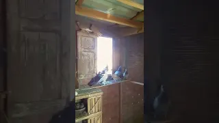 عشنا العمر نربي حمام 