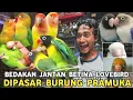 Lagu ARGAPONIS FISCHERI | BEDAKAN KELAMIN JANTAN BETINA LOVEBIRD BERIKUT HARGANYA DIPASAR BURUNG PRAMUKA 