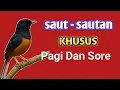 Lagu Suara kicau murai batu gacor, kretekan murai ini ampuh merangsang BIRAHI dan Emosi TINGGI 
