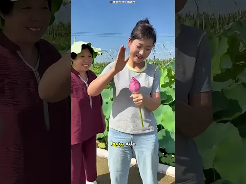 برعم اللوتس الذي أنقذ الزفاف 🪷👰🏻‍♀️