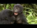 Penguins Go MONTHS Without Feeding! | Wild Bites | BBC Earth Kids