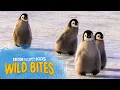 Penguins Go MONTHS Without Feeding Wild Bites BBC Earth Kids