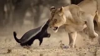 عسيلة ملك الغابة أغنية محاكاة سيمبا The Honey Badger King Parody 