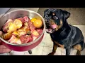 Unbelievable Rottweiler Puppy Goes RAW - You Won t Believe What Happens Next