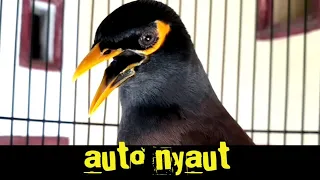 variasi suara jalak nias full isian sekali putar saja jalak apapun auto nyaut jalak nias gacor