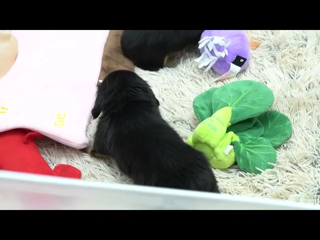 動画