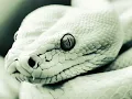Wuuslime - NEW LOUIS VUITTON Feat. KHAN (Official Music Video)