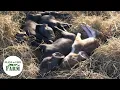 First Time Farrowing Lessons Learned On Our Small Farm